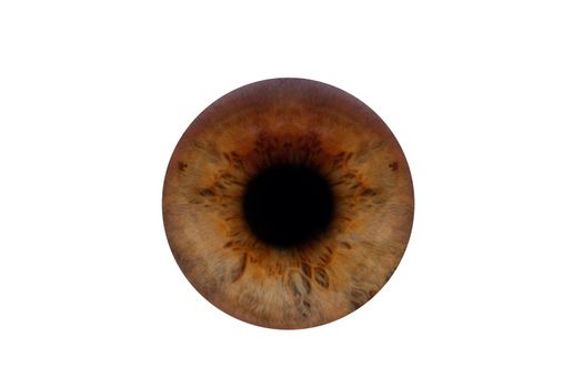 human pupil of brown color on a white background.
