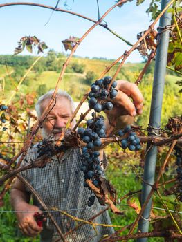 old bearded man harvesiting for wine production