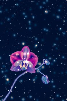 Blooming flowers, botanical design and nature beauty concept - Orchid flower in bloom, abstract floral art background