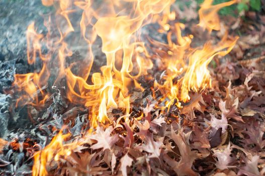 Burning fallen sick leaves in fire, Sanitary cleaning of the autumn garden. Selective focus, seasonal garden prevention of the spread of plant pests and diseases, texture . High quality photo