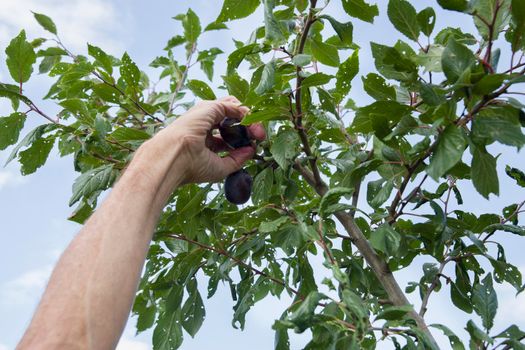 male hand plucks a ripe plum from a tree branch late summer harvest. High quality photo