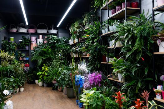 flower shop interior with natural potted plants and packing gift boxes on shelves