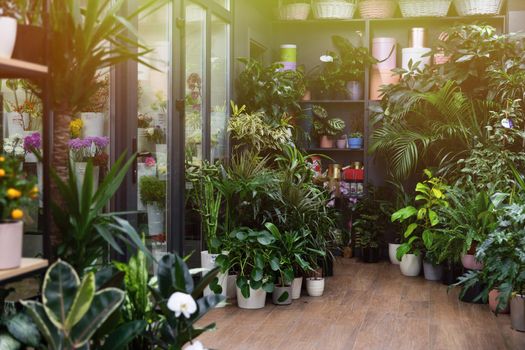 interior of a florist shop with living potted plants and a refrigerator for flowers