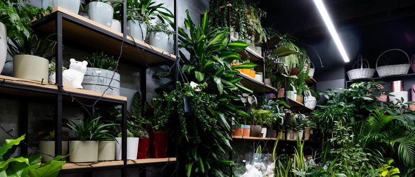 florist shop with natural potted plants on shelves