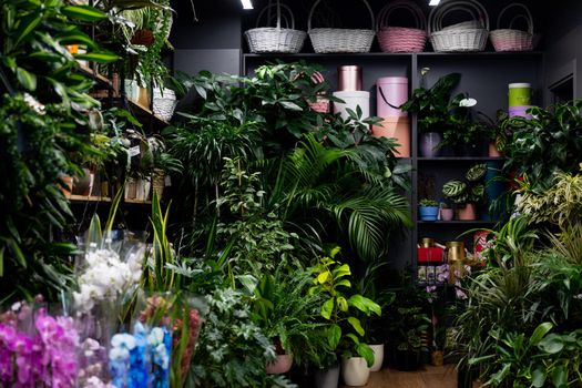 florist shop interior with natural potted plants and boxes for packaging gift on shelves