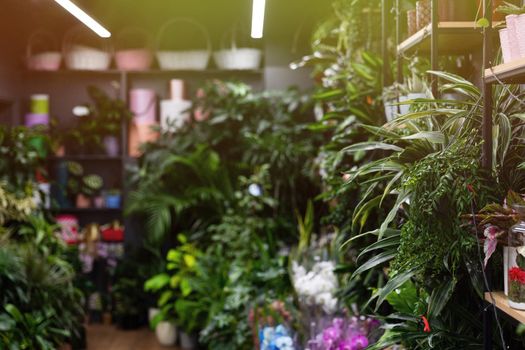 interior of a florist shop with natural potted plants, photography with depth of field, focus in the foreground