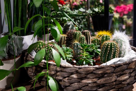 Floral arrangement with succulents and exotic plants.