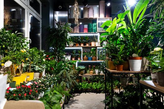 florist shop window with potted plants and exotic succulents.