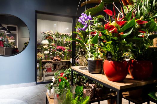 interior of a premium florist shop with potted plants and a refrigerator for fresh cut flowers and bouquets.