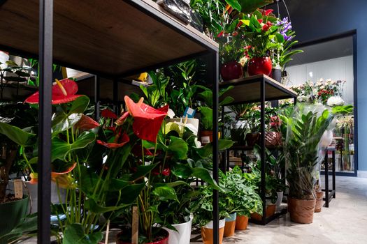 flower shop interior with potted plants on shelves.