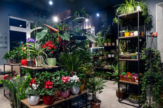 flower shop interior with shelves of potted plants.