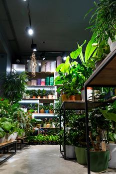 stylish interior in the style of a loft flower shop with potted plants on the shelves.