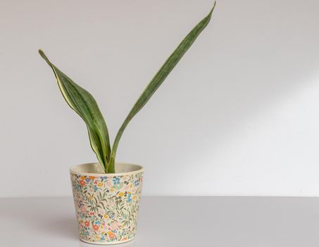 Sanseviera Bantel's Sensation white variegated snake plant in a decorative pot on white background