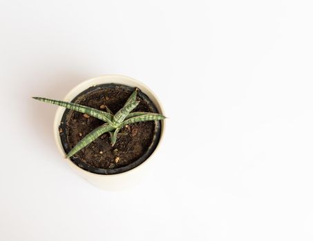 Sansevieria Lavranos 1970 snake plant high angle view