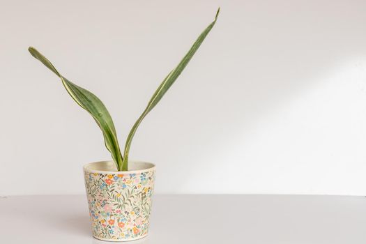 Sansevieria Trifasciata Bantels Sensation snake plant on isolated white background