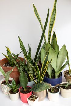 A collection of sanseviera snake plants in pots on white isolated background