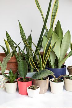 Different varieties of snake plant in a beautiful decorative pots on isolated white background