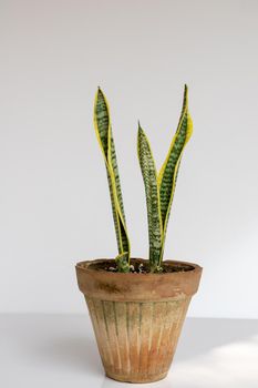 Sansevieria trifasciata laurentii yellow edges leaves plant on white isolated background