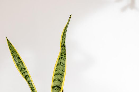 Sansevieria Trifasciata Laurentii snake plant leaves on isolated white background