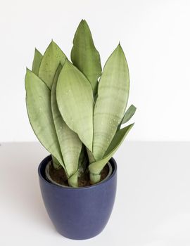 Sansevieria Moonshine snake plant high angle view