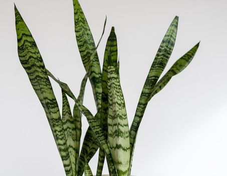 Sansevieria Zeylanica snake plant leaves closeup on isolated white background