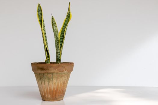 Dracaena trifasciata or mother-in-law's tongue snake plant in a a clay pot on a white isolated background