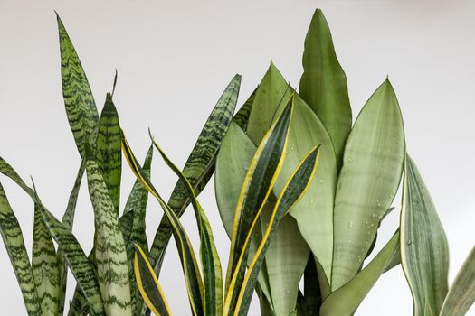 Sansevieria snake plants leaves on a white isolated background