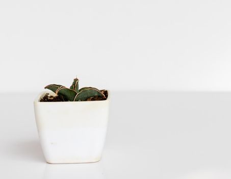 Sansevieria dwarf plant in square shape pot isolated on white background