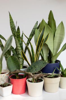 Snake plants collection potted plants on white isolated background