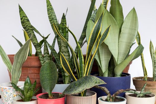 Different varieties of snake plant in a beautiful decorative pots on isolated white background