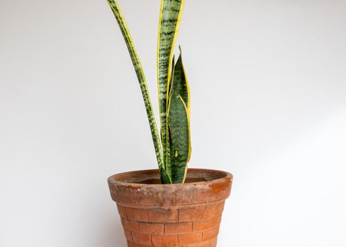 Sansevieria trifasciata laurentii compacta or snake plant with yellow edges leaves