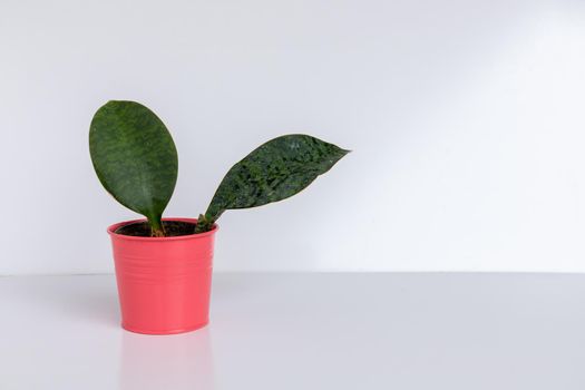 Dracaena Masoniana Whale Fin Snake Plant in pink iron planter