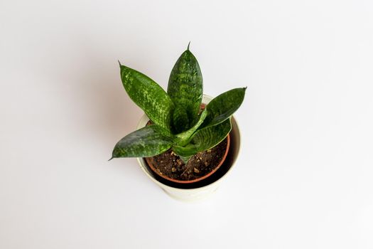 Sansevieria hahnii birds nest snake plant on isolated white background