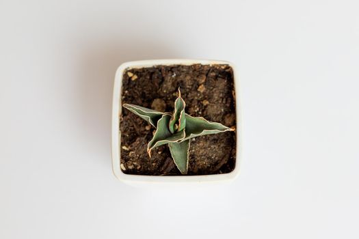 Sansevieria dwarf snake plant high angle view