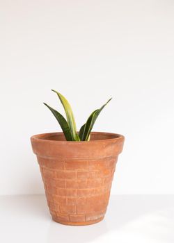 Sansevieria trifasciata gold Hahnii snake plant on isolated white background