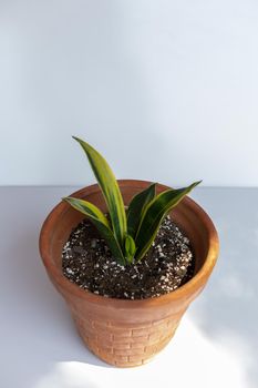 Sansevieria Gold Hahnii with a golden yellow and green color leaves plant in a pot