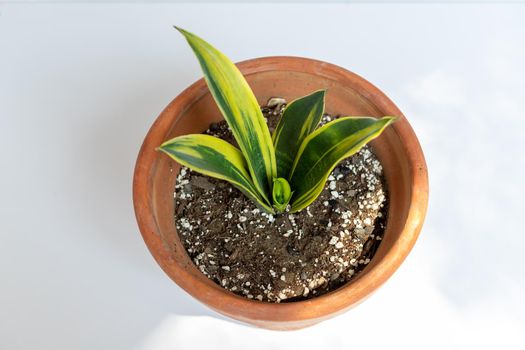 Sansevieria Hahnii golden dust snakeplant on isolated white background top view