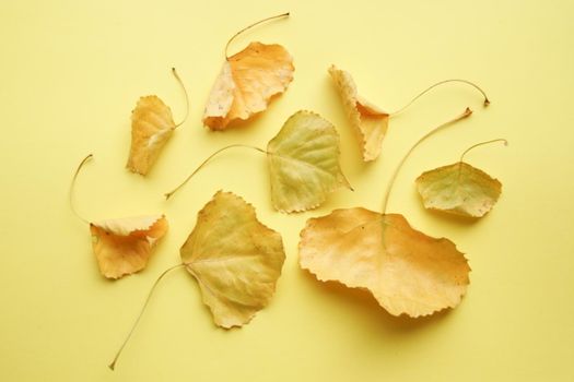 Yellow leaмуі on a yellow background. Autumn background. High quality photo