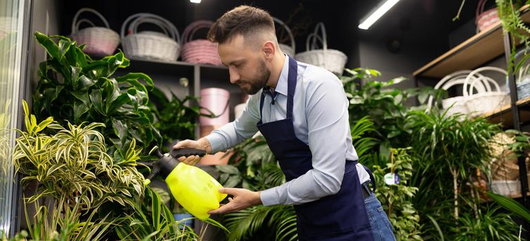 florist entrepreneur caring for flowers in his store in anticipation of big sales on Valentine's Day.