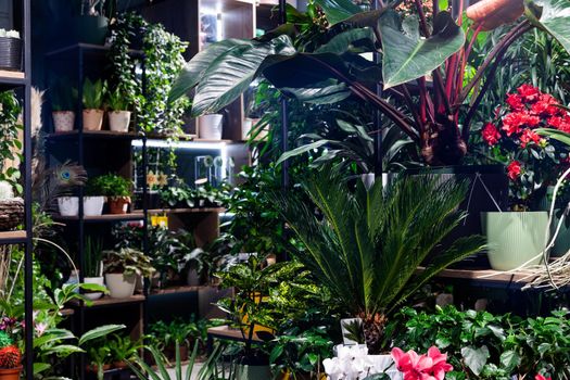 interior of a florist shop with exotic potted plants on the shelves in pots.