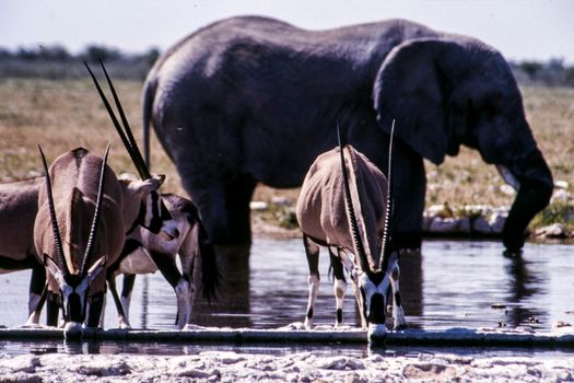 gemsbok (oryx gazella) and elephant at the waterhole in etosha national park, namibia, africa
