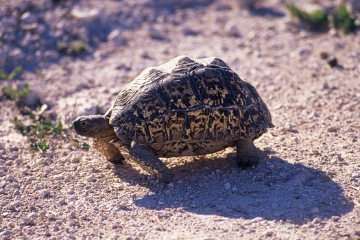 leopard tortoise (geochelone pardalis) etosha national park, namibia, africa