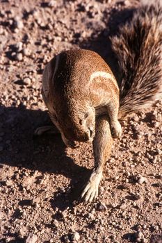 ground squirrel (xerus inauris) etosha national park, namibia, africa