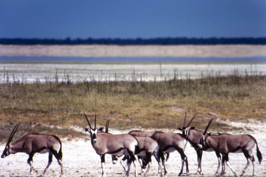 gemsbok (oryx gazella) etosha national park, namibia, africa