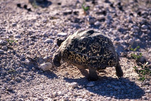 leopard tortoise (geochelone pardalis) etosha national park, namibia, africa