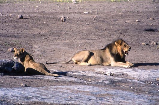 lion (panthera leo) etosha national park, namibia, africa