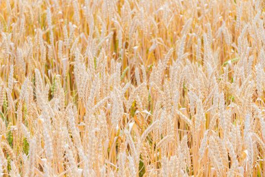 New crop of wheat. Ears of wheat in the sun. Field before harvest. Healthy ears of a quality crop.