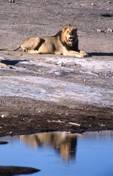 lion (panthera leo) etosha national park, namibia, africa