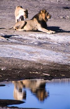 lion (panthera leo) etosha national park, namibia, africa