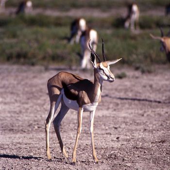 springbok (antidorcas marsupialis) etosha national park, namibia, africa